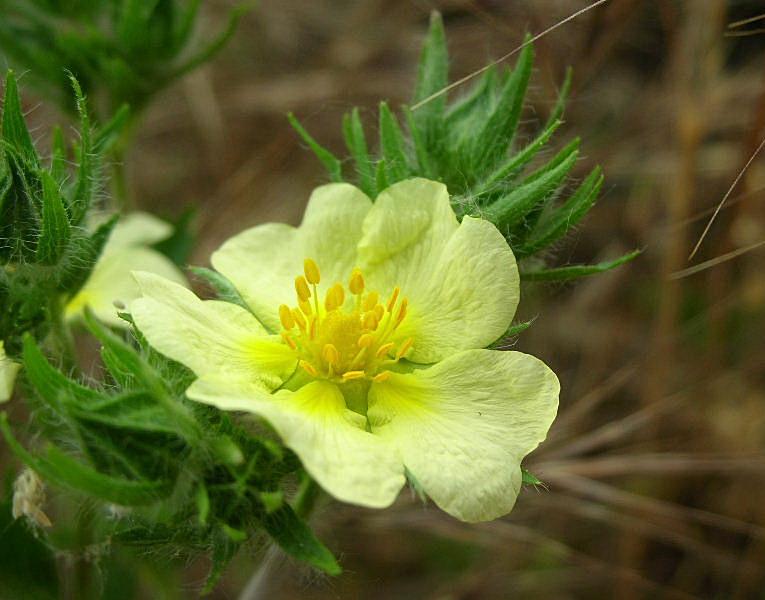 Potentilla recta / Cinquefoglia diritta